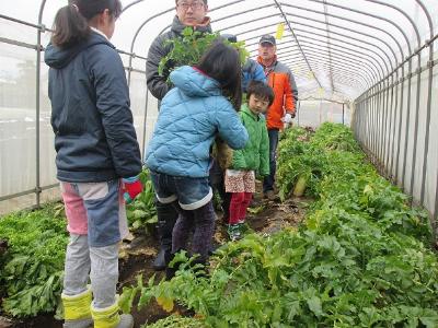 農園主である富岡様のご指導の下、野菜を収穫する参加者の方々