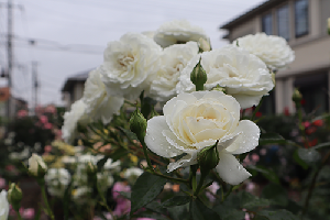 バニラアイスのような白いバラ