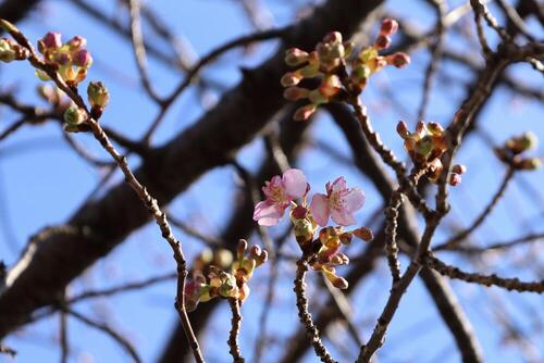 二輪だけ咲いた桜の木