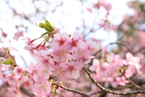 河津桜のアップの写真