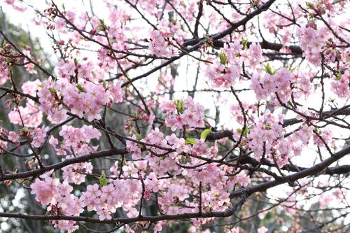 咲き始めた河津桜の様子