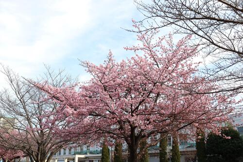 河津桜の木の全体写真