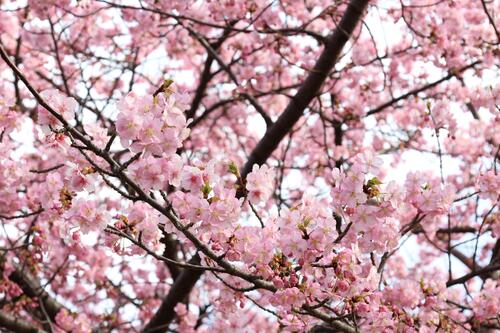 咲き始めた河津桜の様子2