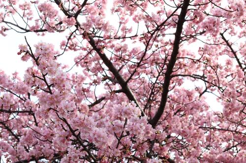 咲き始めた河津桜の様子3