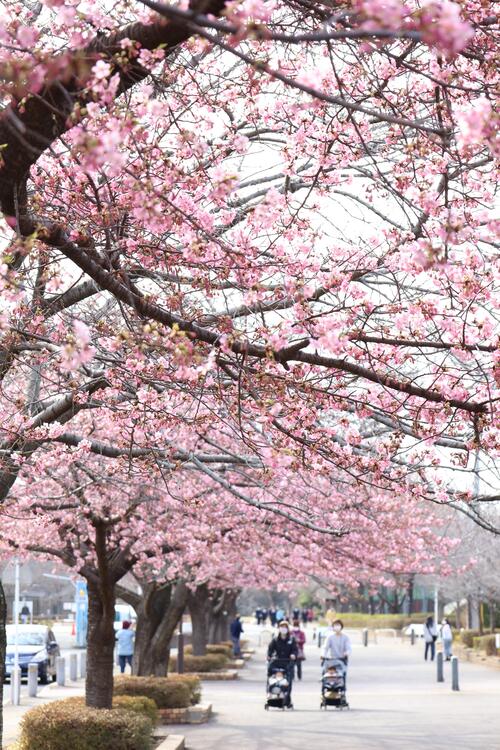 公園アプローチの河津桜の写真