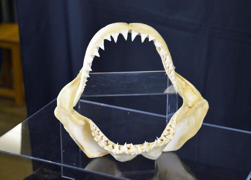 ホホジロザメの顎の標本の写真