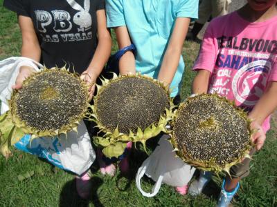 写真：「採れたよー！」収穫したひまわりを学校に持ち帰って種を取り、乾燥させます