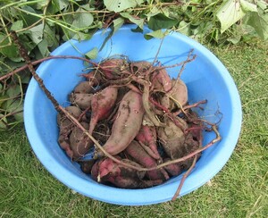 園内で収穫したさつまいもの写真