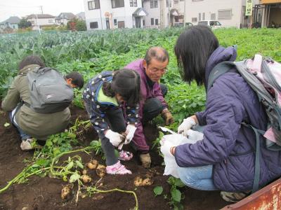 写真：協力農業者の畑で、収穫作業