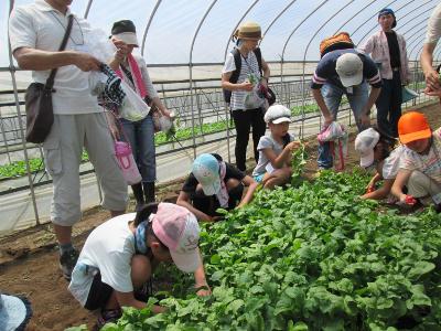 写真：協力農業者の新倉さん（南町）の畑で収穫を体験する参加者