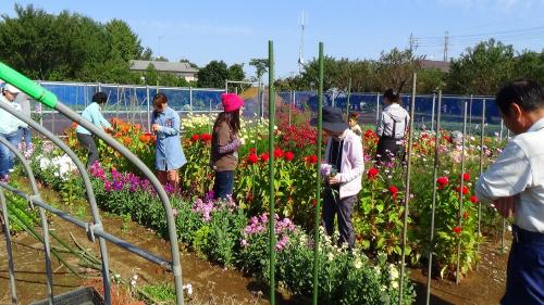 写真2：たくさんの花の中から、自由に選んで摘み取りをする参加者の皆さん