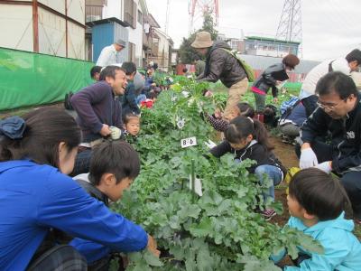 大きな「だいこん」は、子どもたちの背丈ほど！？