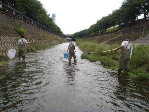 石神井川で生きもの調査風景