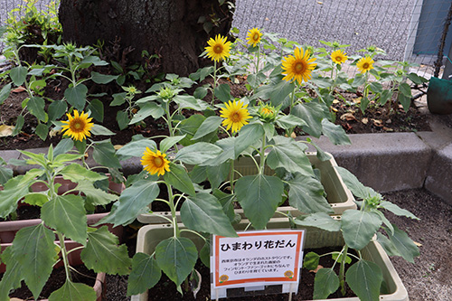 ひまわり花だんの写真