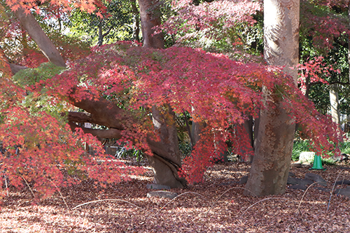 紅葉の様子