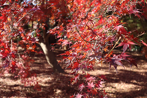 紅葉の様子