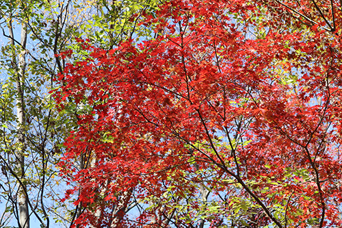 紅葉の様子