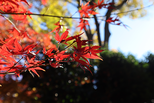 紅葉のアップの様子