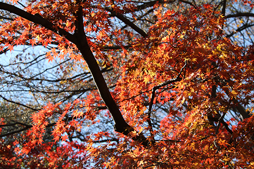 黄色も混じった紅葉の様子