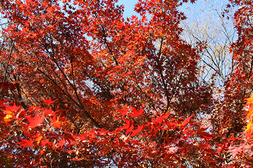 紅葉の様子