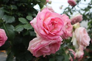 つややかなピンクのバラ