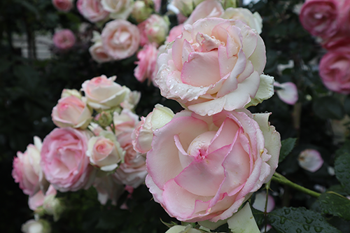 白からピンクへのグラデーションがきれいなバラ