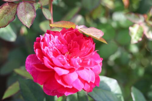 濃いピンク色のバラ