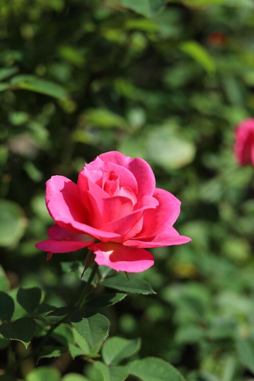 ピンク色のバラ