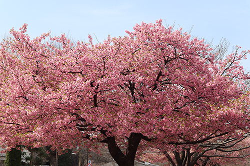 いこいの森公園の河津桜