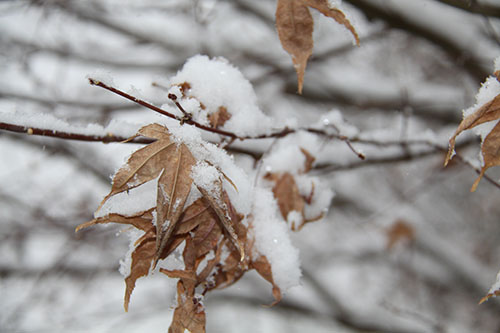 葉っぱに積もった雪