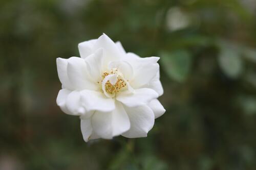 白い1輪のバラ