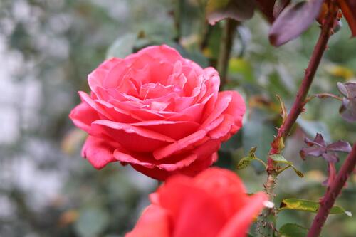 赤くきれいに広がって咲くバラ