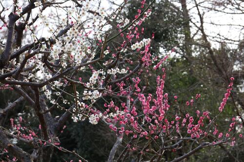 白と赤の梅