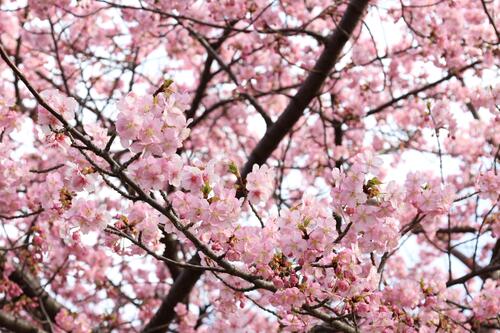 咲き始めた河津桜の様子2