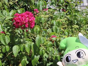 花といこいーなの写真