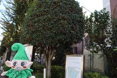 いこいーなと金木犀の木の写真