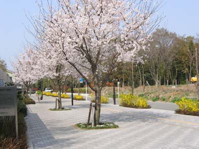 写真：あらやしき公園脇の桜とレンギョウ