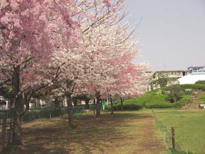 写真：文理台公園の桜
