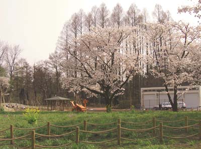 写真：西東京いこいの森公園の桜