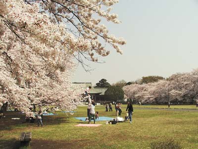 写真：小金井公園・江戸東京たてもの園前の桜