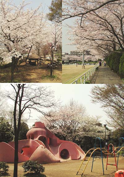 写真：向台運動場・田無市民公園の桜