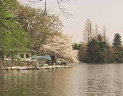 写真：武蔵関公園富士見池のほとりの桜