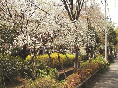 写真：千川上水沿いに咲く花