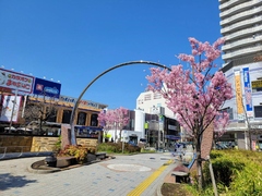 平和のリング写真（春）