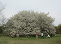 N 向台・小金井公園コース　写真