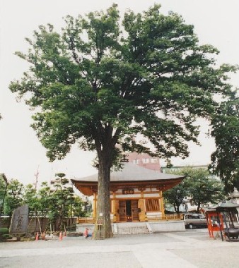 写真：總持寺のケヤキ
