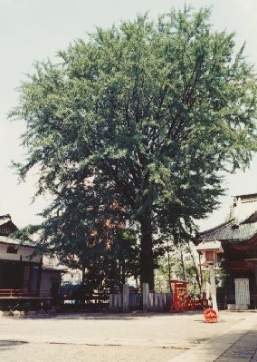 写真：田無神社のイチョウ　