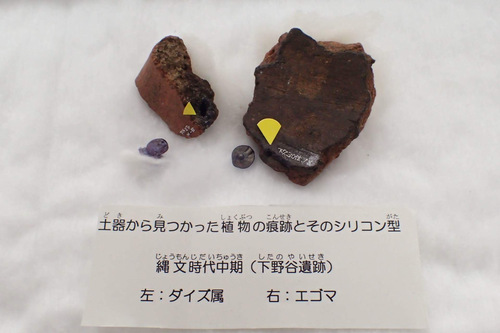 下野谷遺跡から出土した土器から見つかった植物の痕跡とそのシリコン型の写真