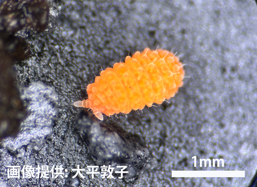 多摩六都科学館の庭から発見された「光るトビムシ」の画像