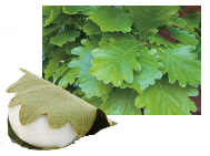 画像：カシワ餅とカシワの葉の画像